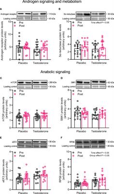 Molecular Regulators of Muscle Mass and Mitochondrial Remodeling Are Not Influenced by Testosterone Administration in Young Women